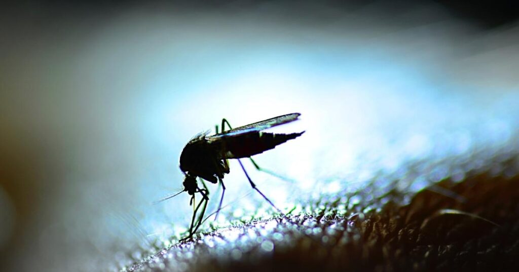 Zanzare in azione? Scopri perchè dovresti proteggere la tua casa con le zanzariere Massalongo